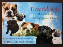 Cuccioli di bullldog inglesi Cucciolidibullldoginglesi.jpg Cuccioli di bullldog inglesi Cucciolidibullldoginglesi.jpg