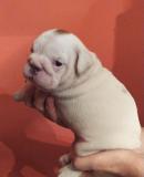 Cuccioli di bullldog inglesi Cucciolidibullldoginglesi1.jpg Cuccioli di bullldog inglesi Cucciolidibullldoginglesi1.jpg