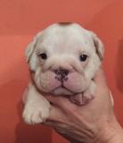 Cuccioli di bullldog inglesi Cucciolidibullldoginglesi12.jpg Cuccioli di bullldog inglesi Cucciolidibullldoginglesi12.jpg