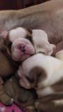 Cuccioli di bullldog inglesi Cucciolidibullldoginglesi123.jpg Cuccioli di bullldog inglesi Cucciolidibullldoginglesi123.jpg