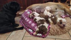Cuccioli di bullldog inglesi Cucciolidibullldoginglesi1234.jpg Cuccioli di bullldog inglesi Cucciolidibullldoginglesi1234.jpg