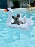 Strepitosi Bulldog francese blu StrepitosiBulldogfranceseblu-612a295331100.jpg Strepitosi Bulldog francese blu StrepitosiBulldogfranceseblu-612a295331100.jpg
