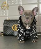 Strepitosi Bulldog francese blu StrepitosiBulldogfranceseblu-612a296048f9f.jpg Strepitosi Bulldog francese blu StrepitosiBulldogfranceseblu-612a296048f9f.jpg