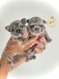 Strepitosi Bulldog francese blu StrepitosiBulldogfranceseblu-612a2961323c8.jpg Strepitosi Bulldog francese blu StrepitosiBulldogfranceseblu-612a2961323c8.jpg