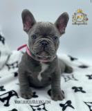Strepitosi Bulldog francese blu StrepitosiBulldogfranceseblu-612a29619f420.jpg Strepitosi Bulldog francese blu StrepitosiBulldogfranceseblu-612a29619f420.jpg