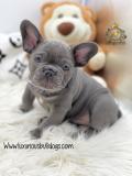 Strepitosi Bulldog francese blu StrepitosiBulldogfranceseblu-612a2961e9db5.jpg Strepitosi Bulldog francese blu StrepitosiBulldogfranceseblu-612a2961e9db5.jpg