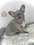 Strepitosi Bulldog francese blu StrepitosiBulldogfranceseblu-612a296260f5d.jpg Strepitosi Bulldog francese blu StrepitosiBulldogfranceseblu-612a296260f5d.jpg